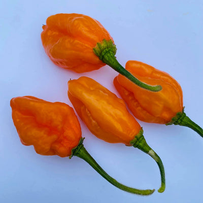 Carbonero Orange