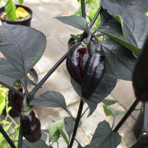 Pimente de neyda x cheiro roxa